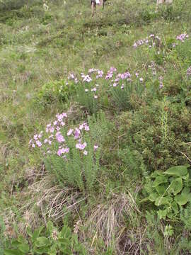 Слика од Linum olgae Juz.