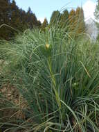 Image of yellow asphodel