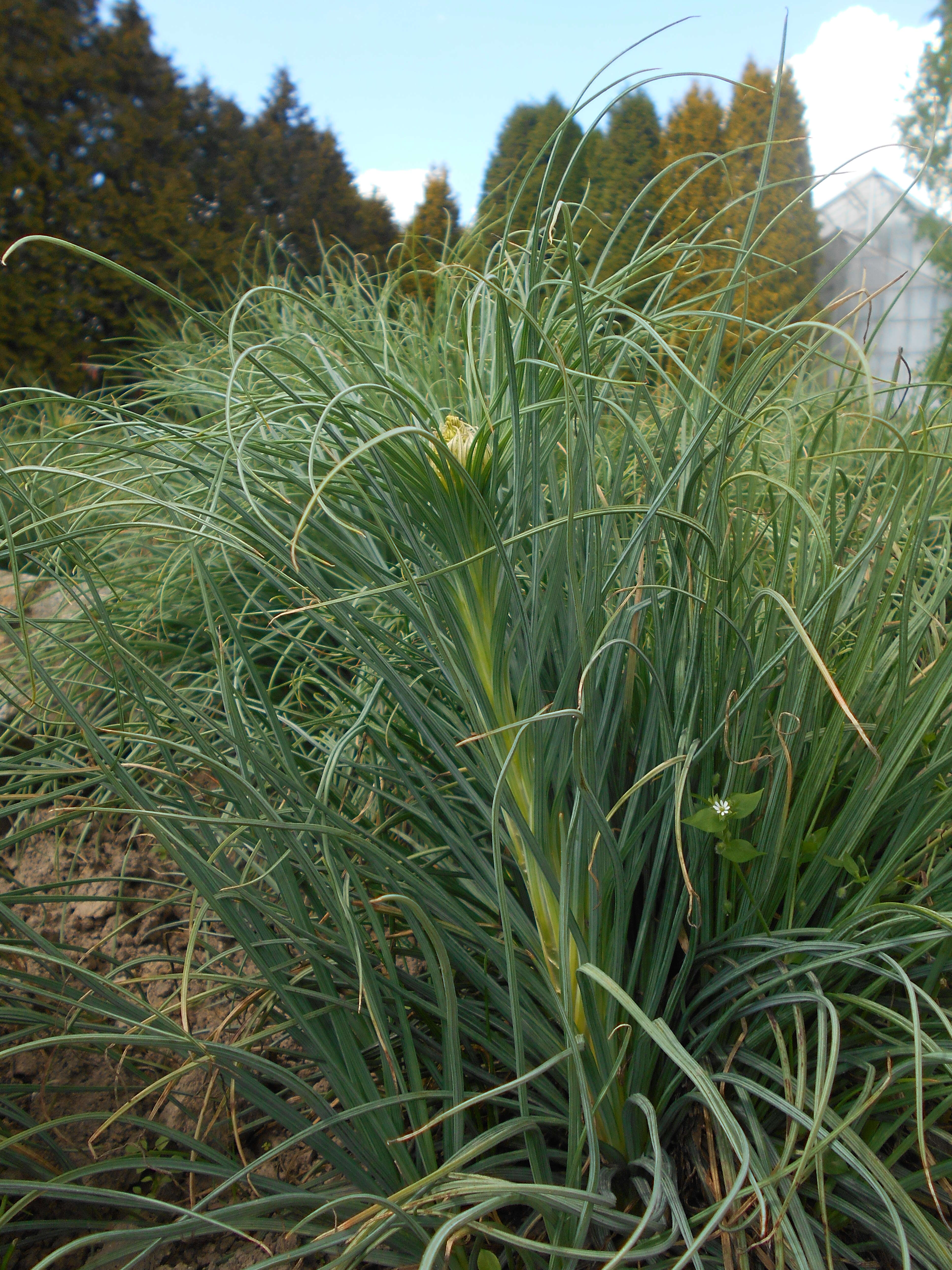 Image of yellow asphodel