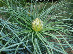 Image of yellow asphodel