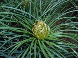 Image of yellow asphodel