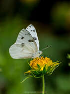 Image of Checkered White