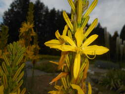 Image of yellow asphodel