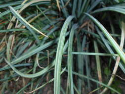 Image of yellow asphodel