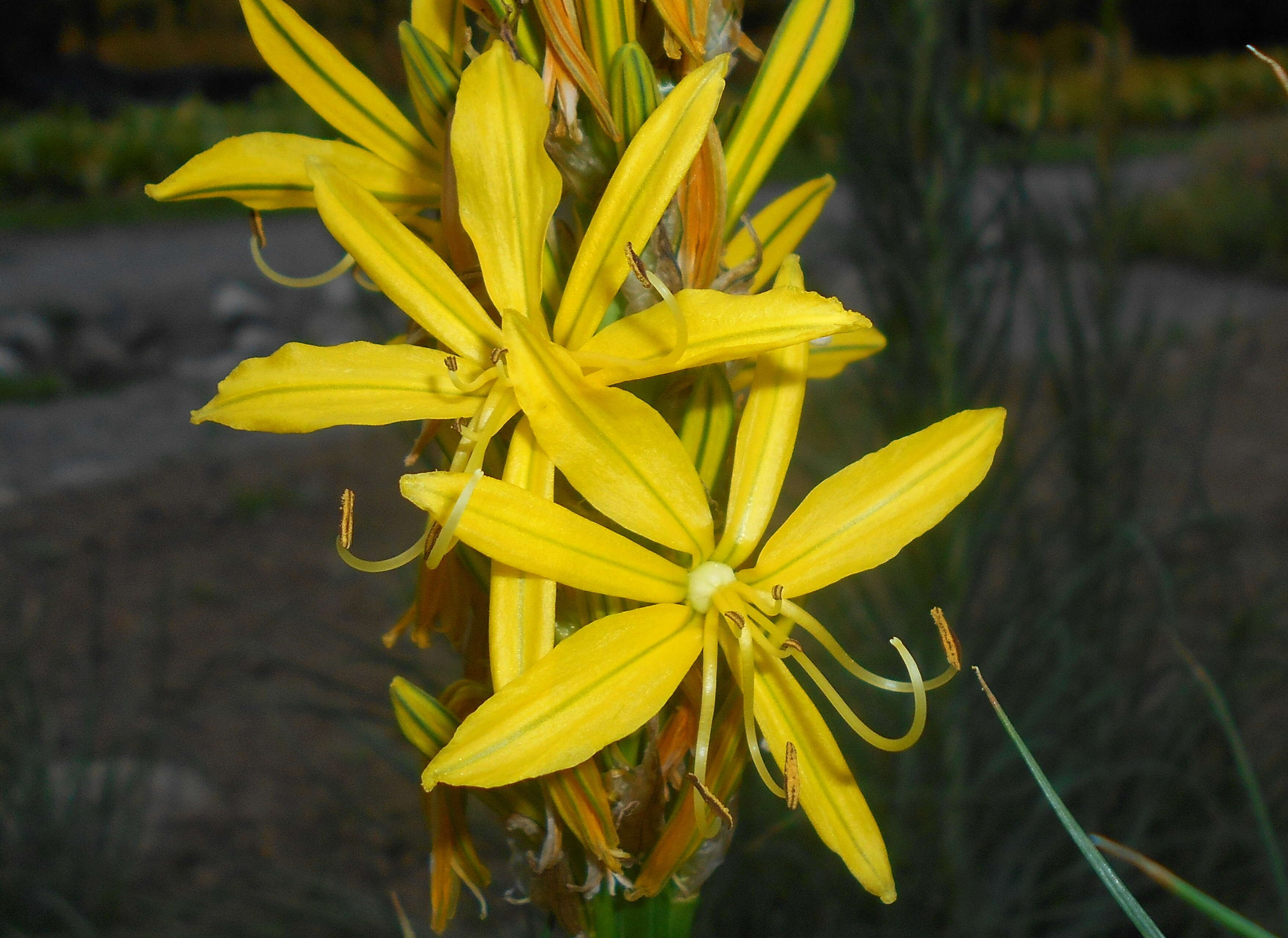 Image of yellow asphodel