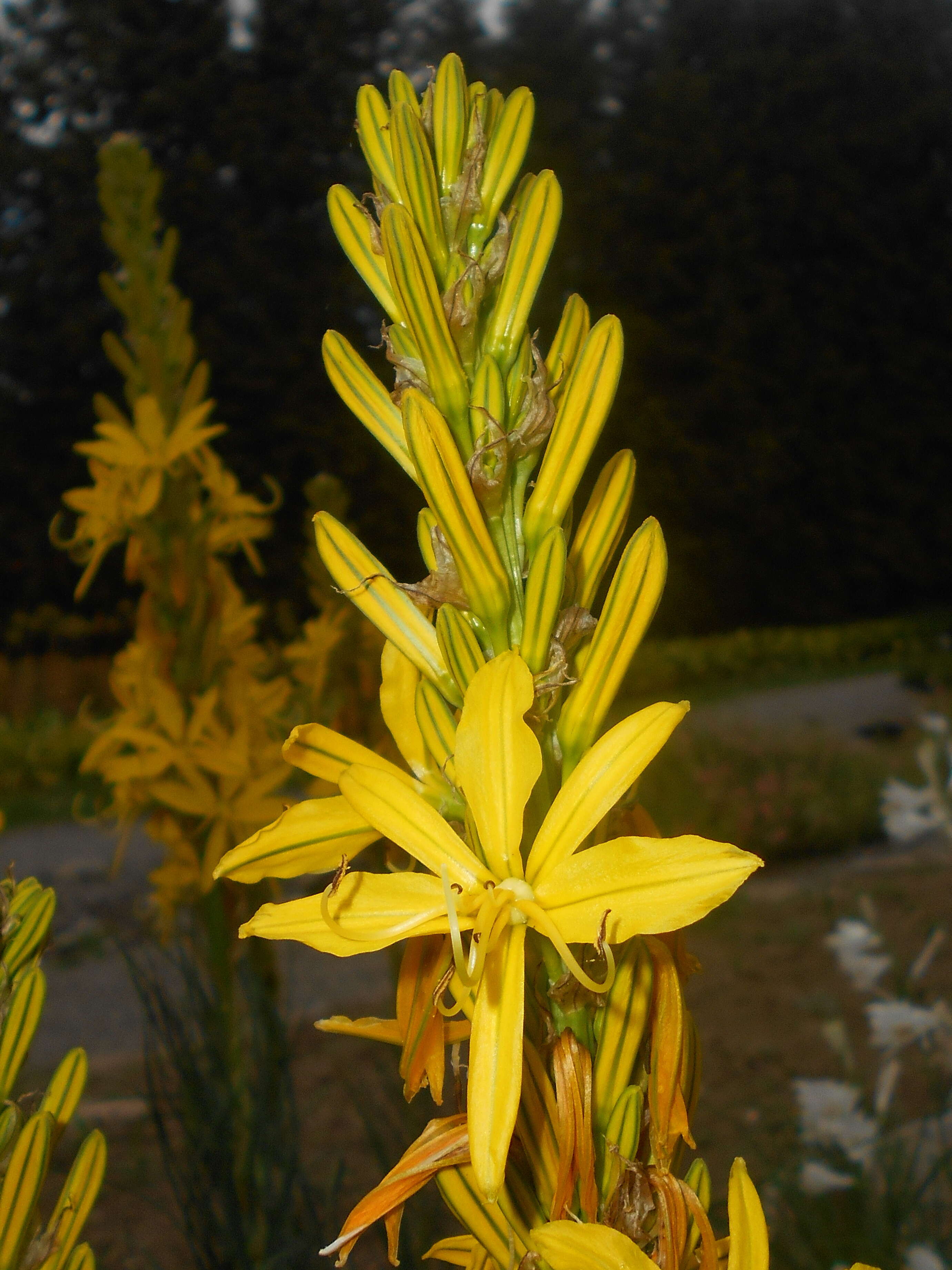 Image of yellow asphodel