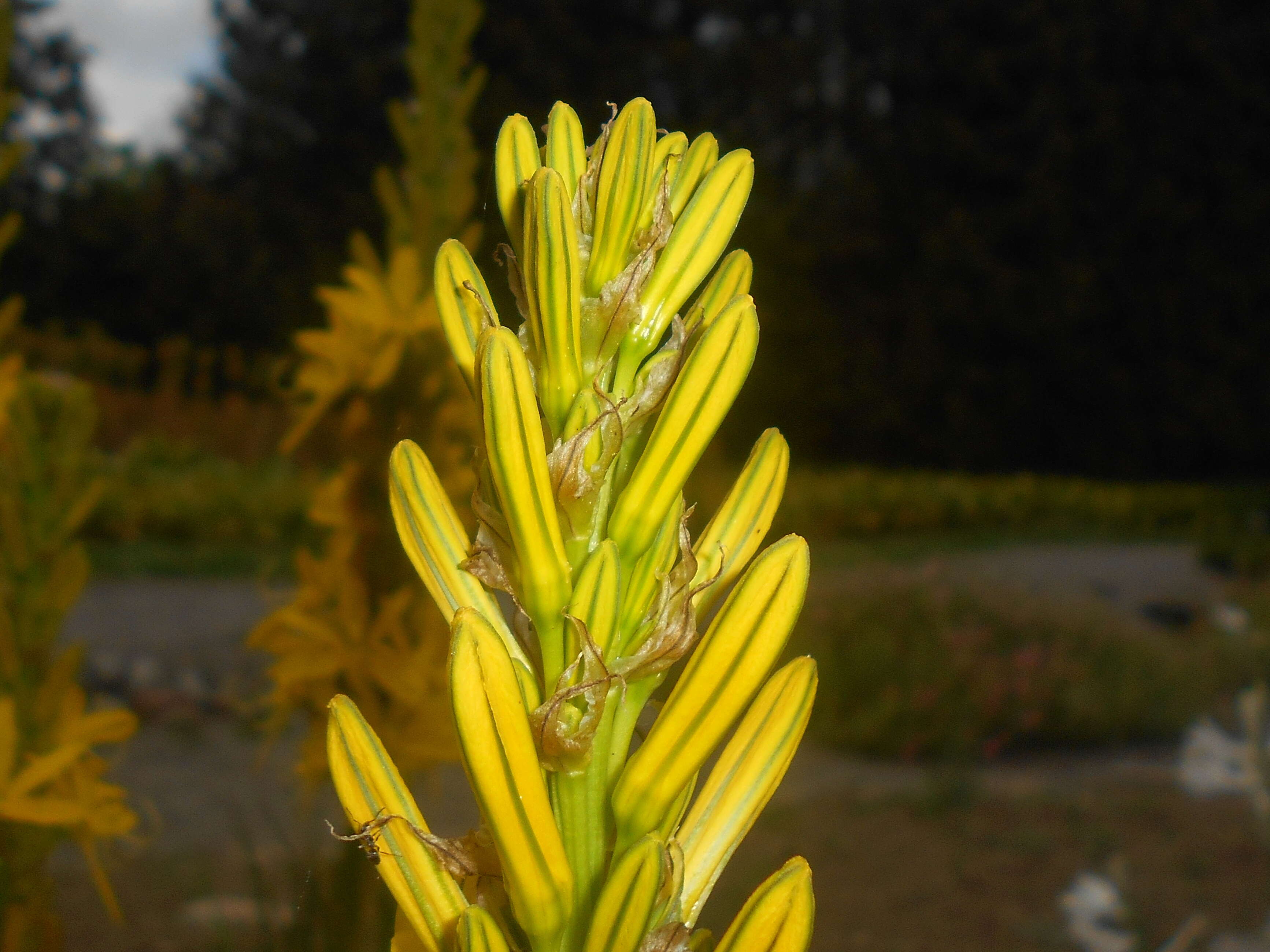 Image of yellow asphodel