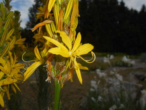 Image de Asphodeline lutea (L.) Rchb.