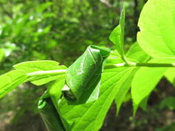 Image of Paroplapoderus turbidus Voss 1953