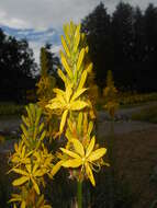 Image of yellow asphodel