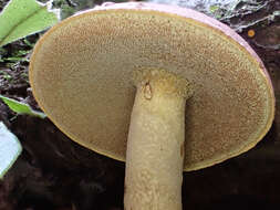 Sivun Boletus speciosus Frost 1874 kuva