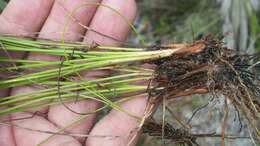 Image of Pine-Barren Beak Sedge