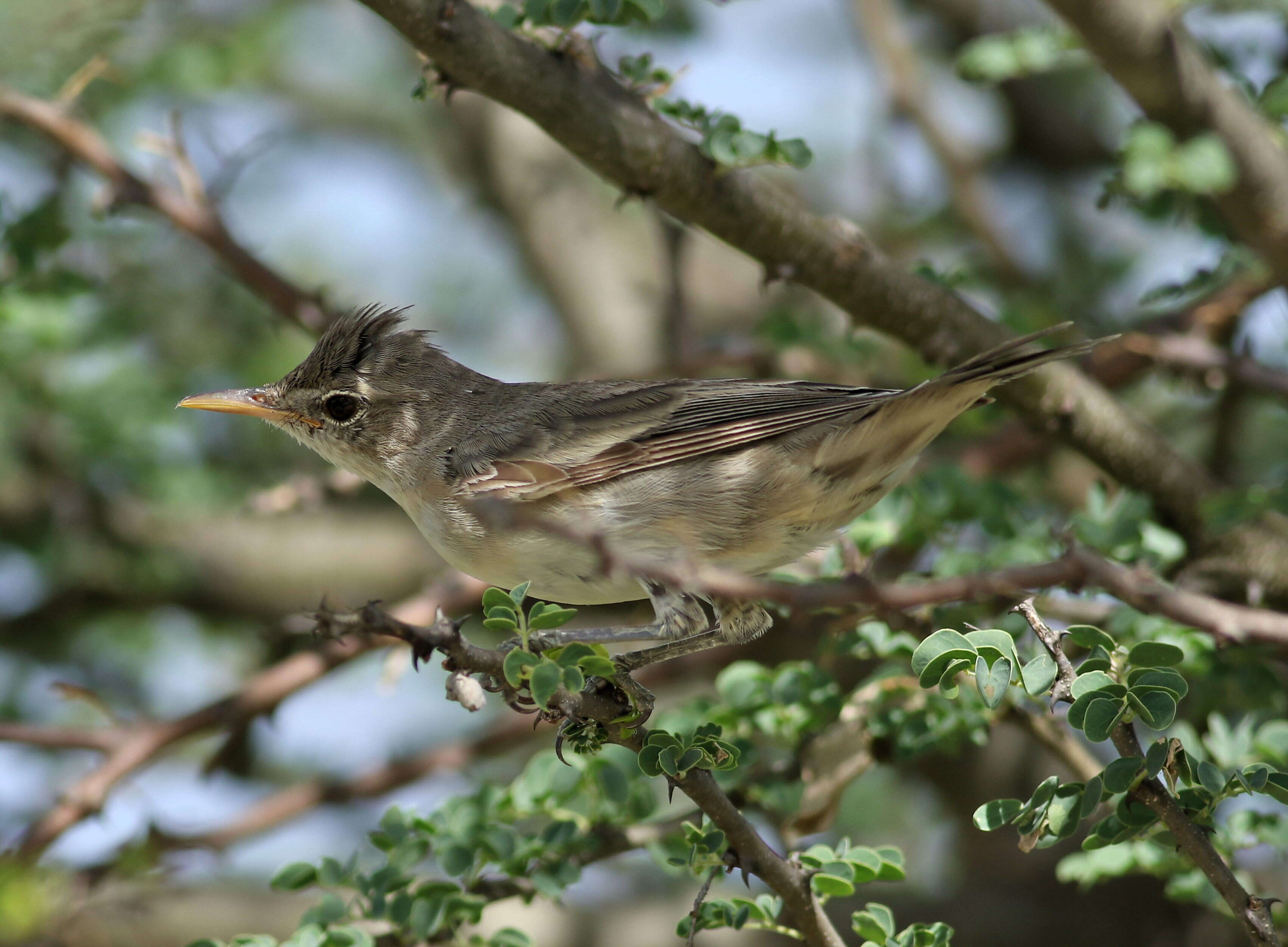 Image of Olive-tree Warbler