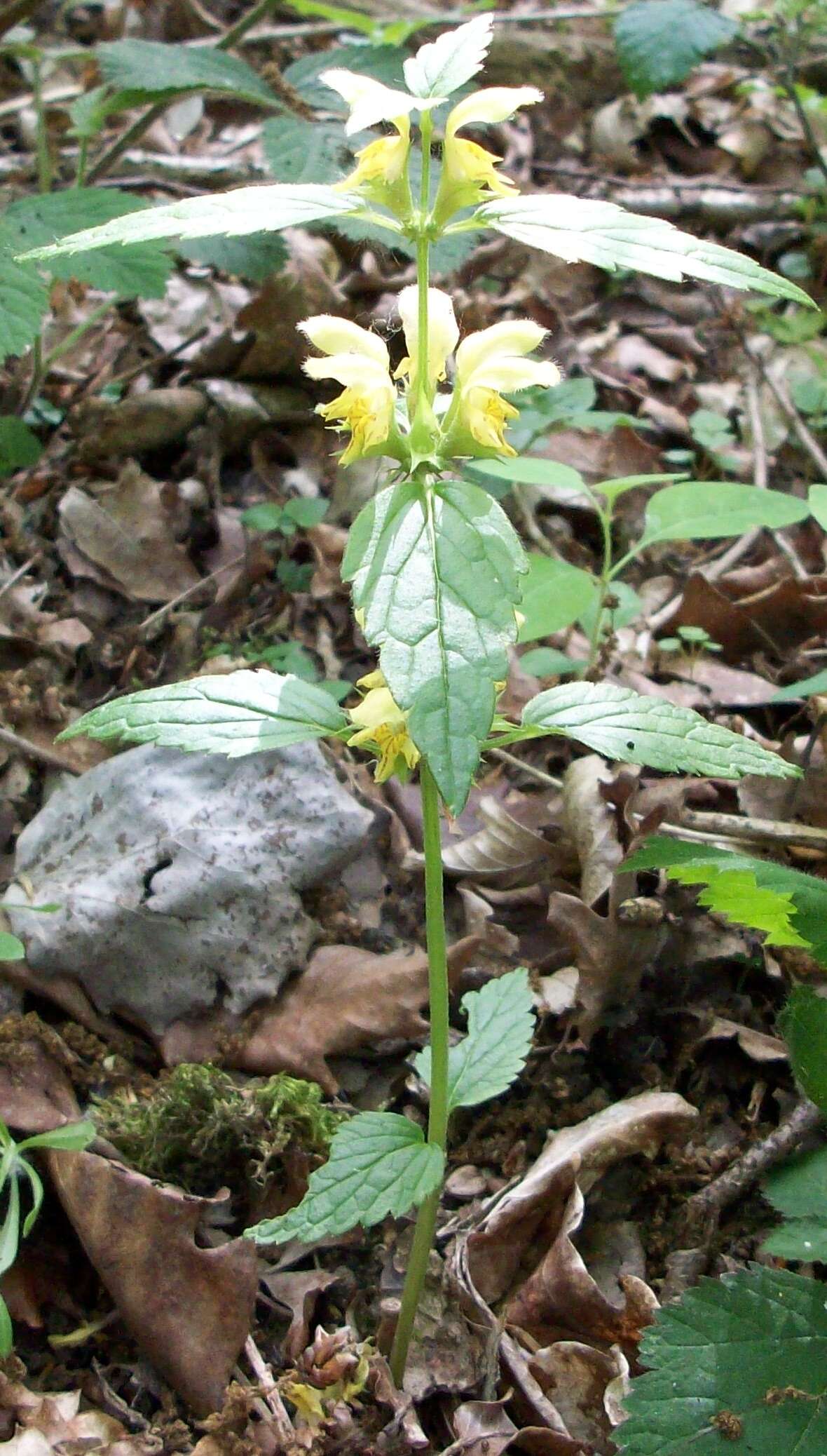 Imagem de Lamium galeobdolon (L.) L.