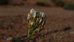 Sivun Hebenstretia parviflora E. Mey. kuva