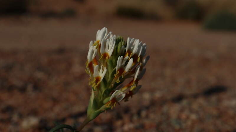 Sivun Hebenstretia parviflora E. Mey. kuva