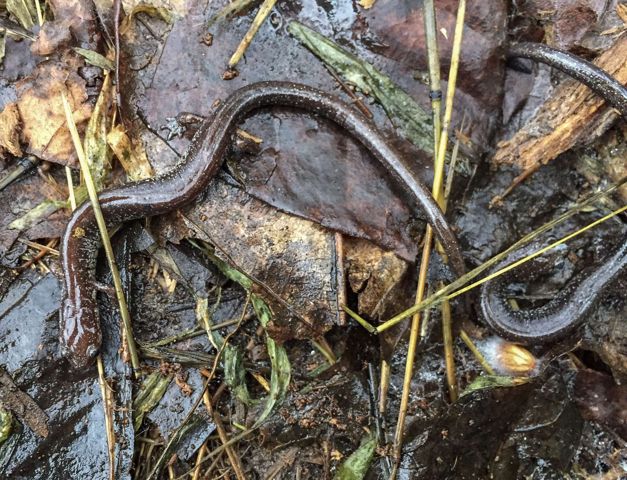 صورة Plethodon electromorphus Highton 1999