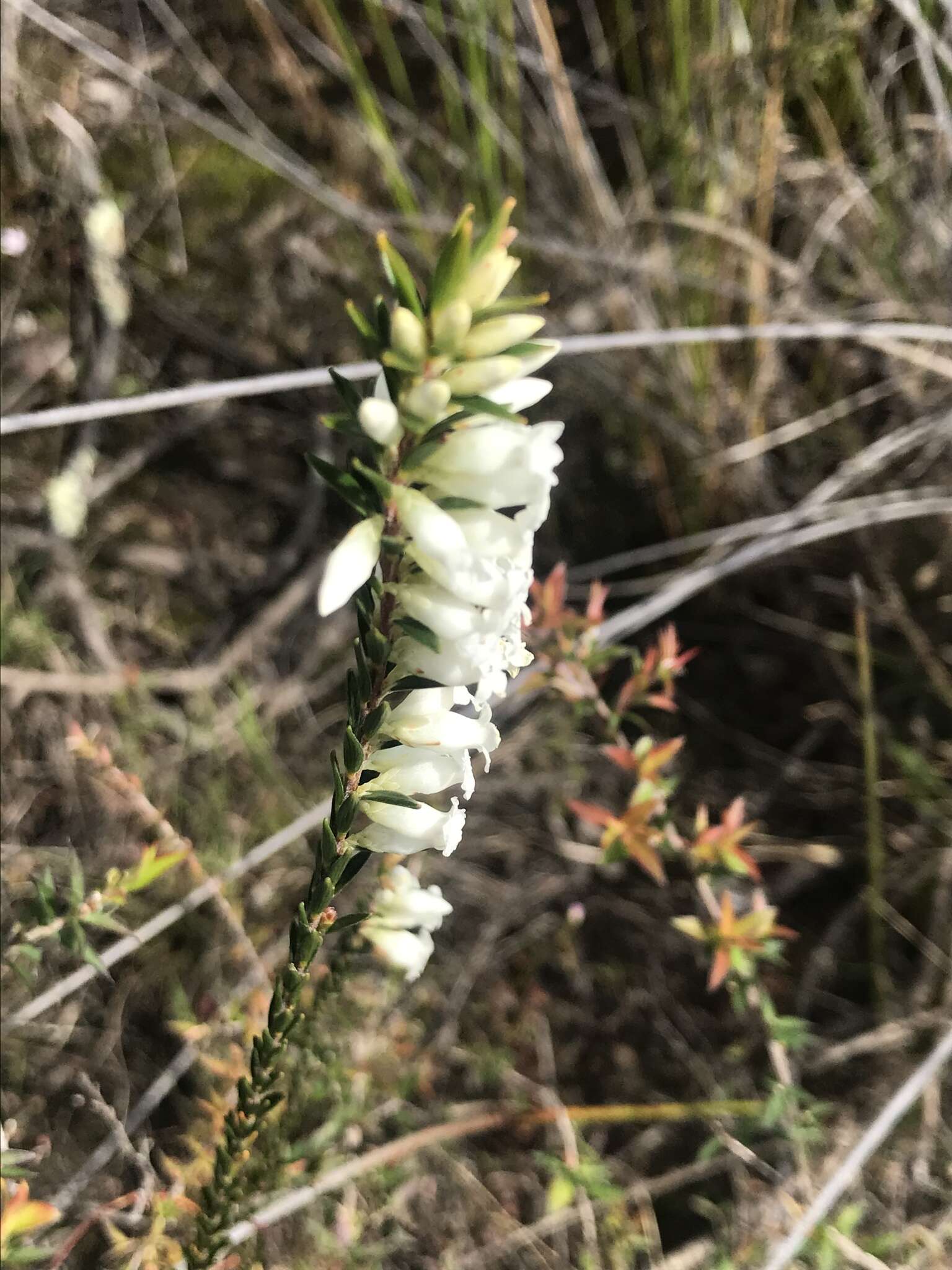 Image of Epacris obtusifolia Sm.