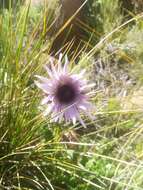 Image of Berkheya purpurea (DC.) Benth. & Hook. fil. ex Mast.