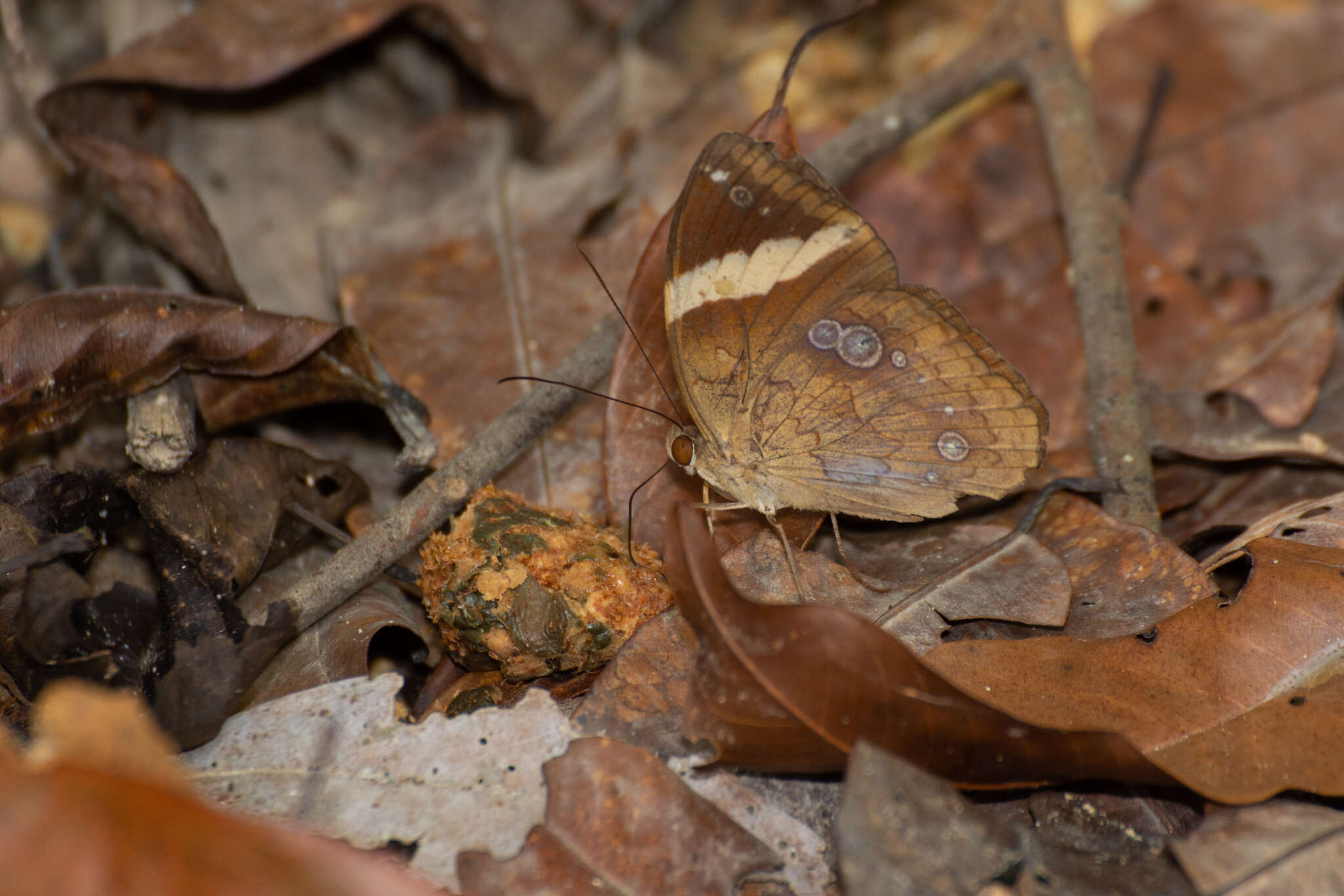 Image of Xanthotaenia