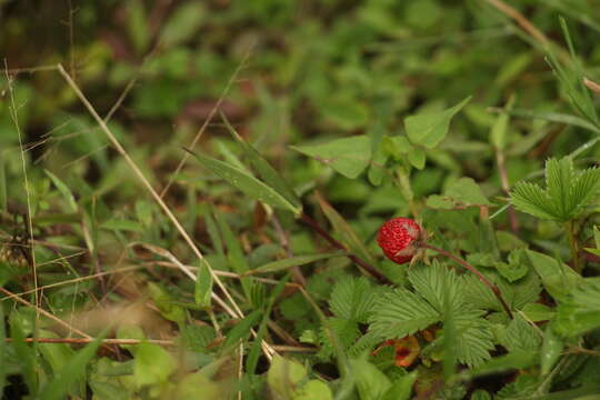 Image of Fragaria nubicola Lindl.