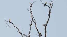 Image of Keel-billed Toucan