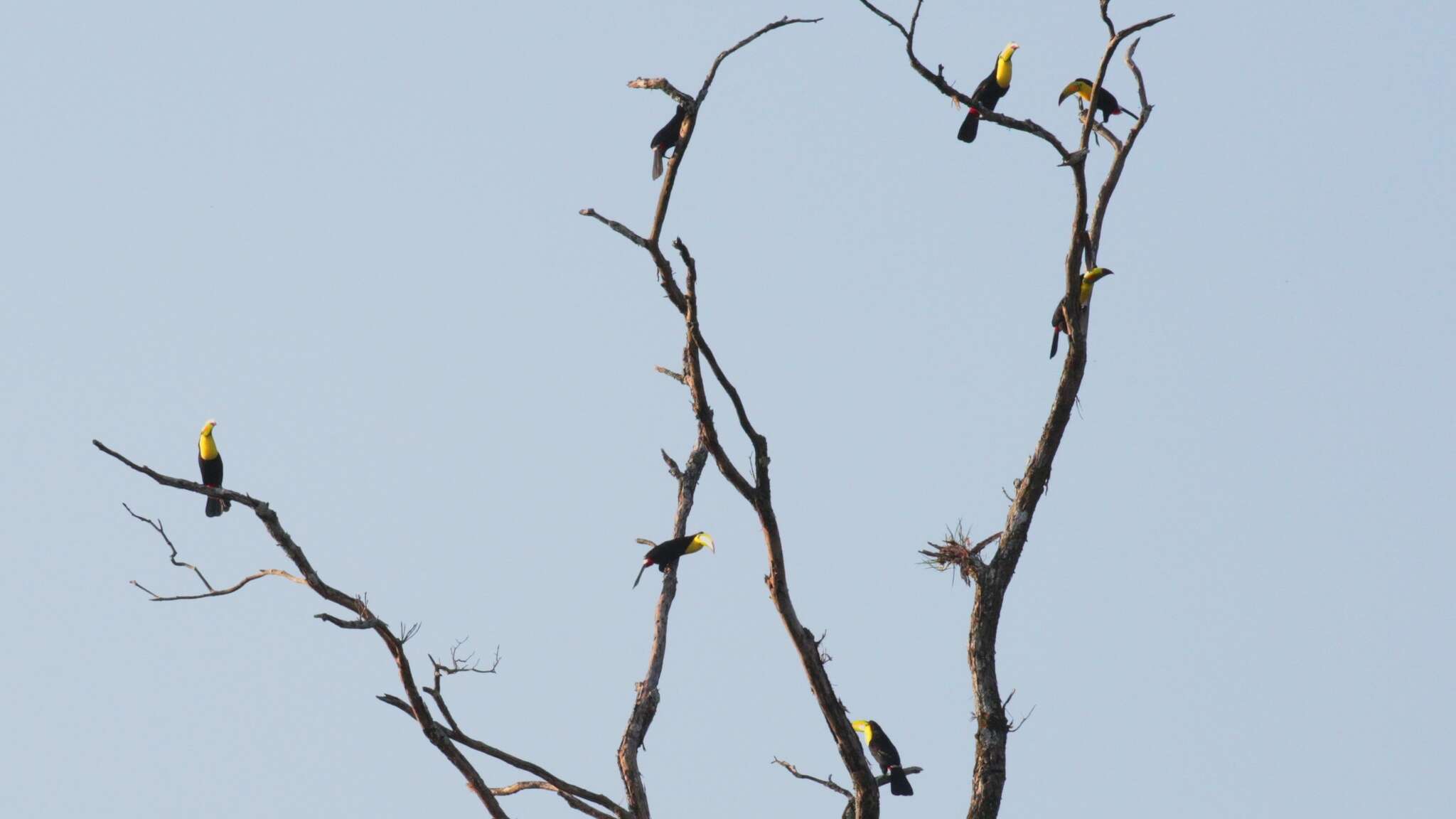 Image of Keel-billed Toucan