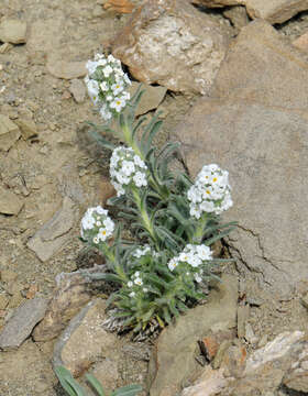 Oreocarya celosioides Eastw. resmi