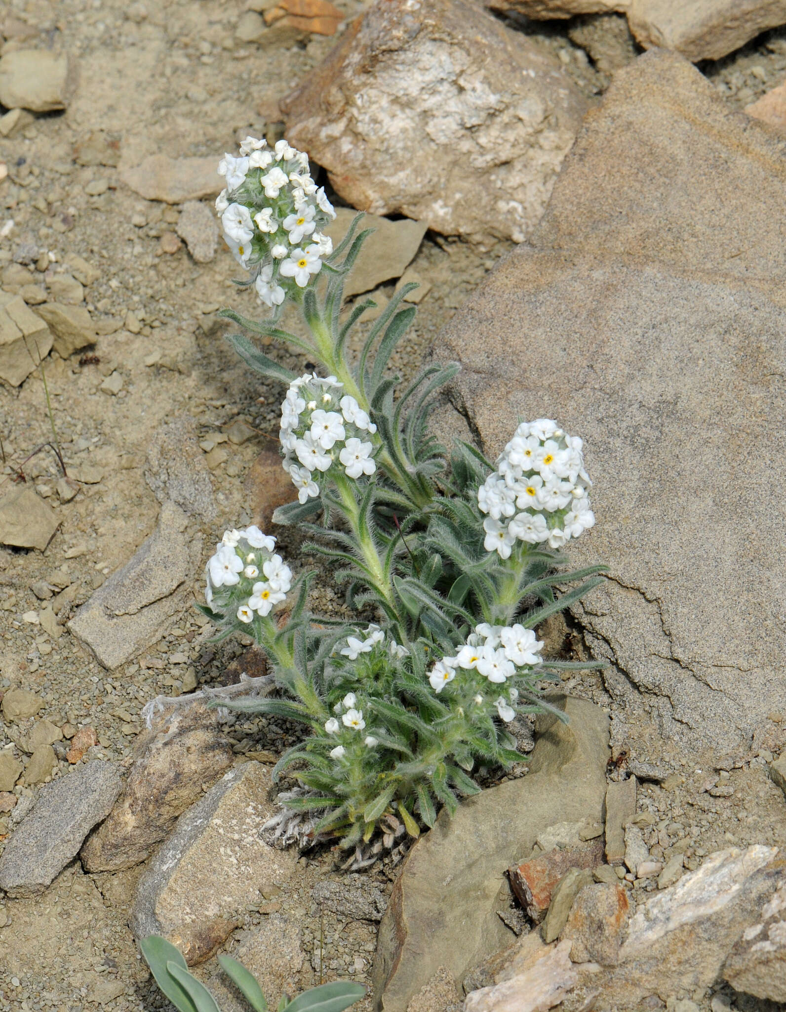 صورة Oreocarya celosioides Eastw.