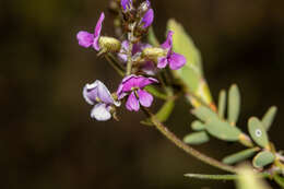 Glycine clandestina Wendl. resmi