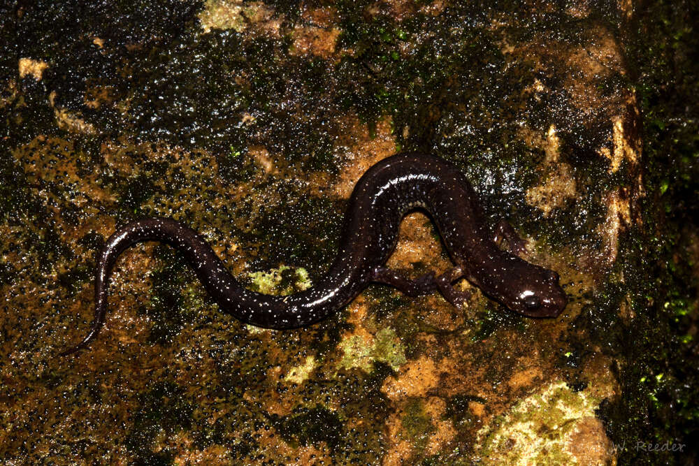 Image of Southern Redback Salamander