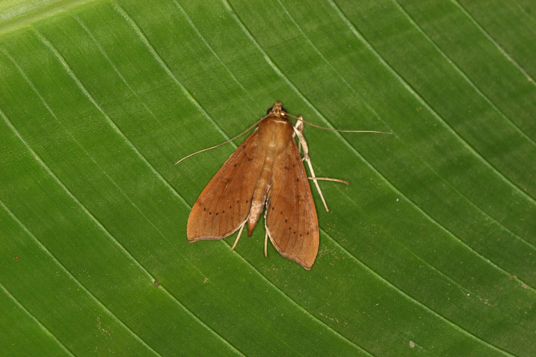 Image of Anarmodia inflexalis Snellen 1892