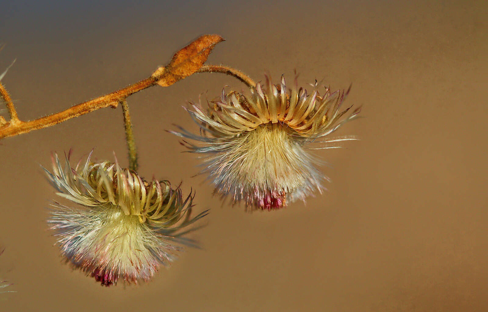 Sivun Laggera crispata (Vahl) F. N. Hepper & J. R. I. Wood kuva