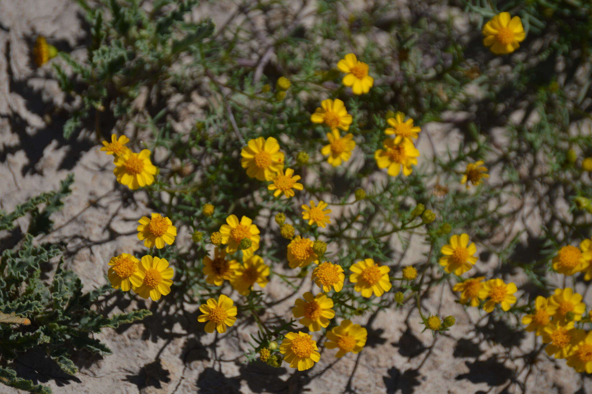 Image of Thymophylla tenuifolia (Cass.) Rydb.