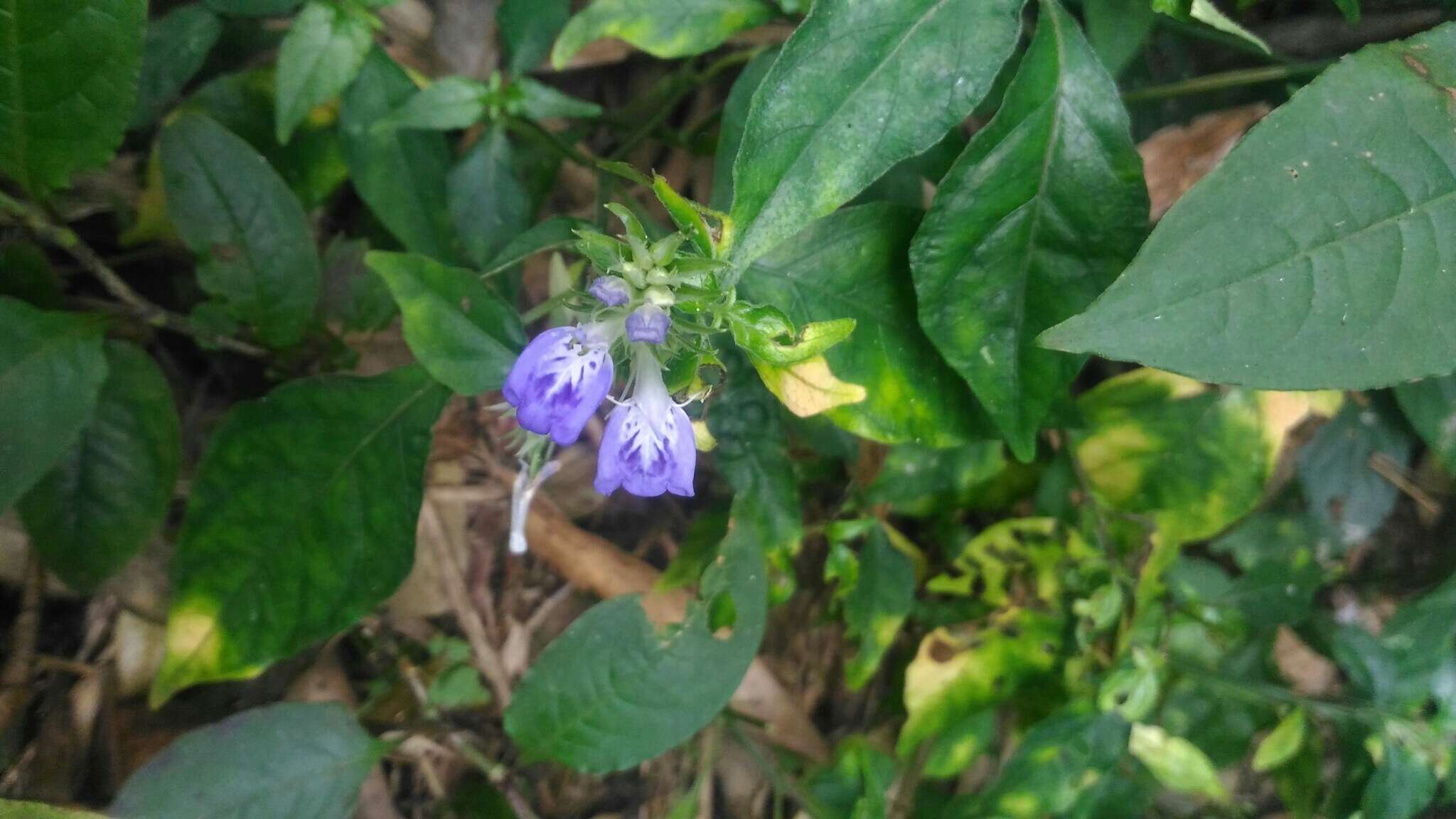 Image of Rungia taiwanensis Yamazaki