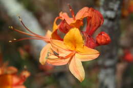 Image of flame azalea