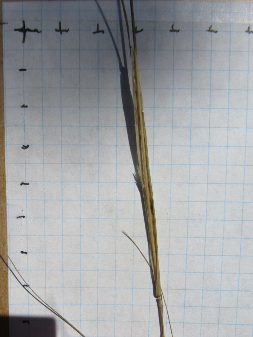 Image of composite dropseed