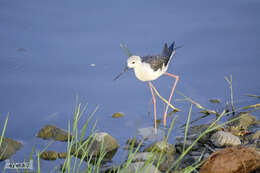 Image of Black-winged Stilt