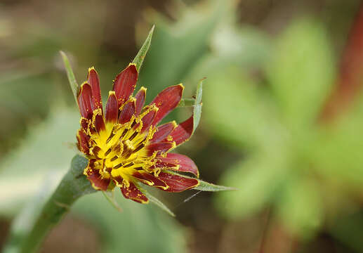 Image of Tragopogon crocifolius L.