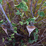 Image of Cynanchum africanum (L.) Hoffmgg.