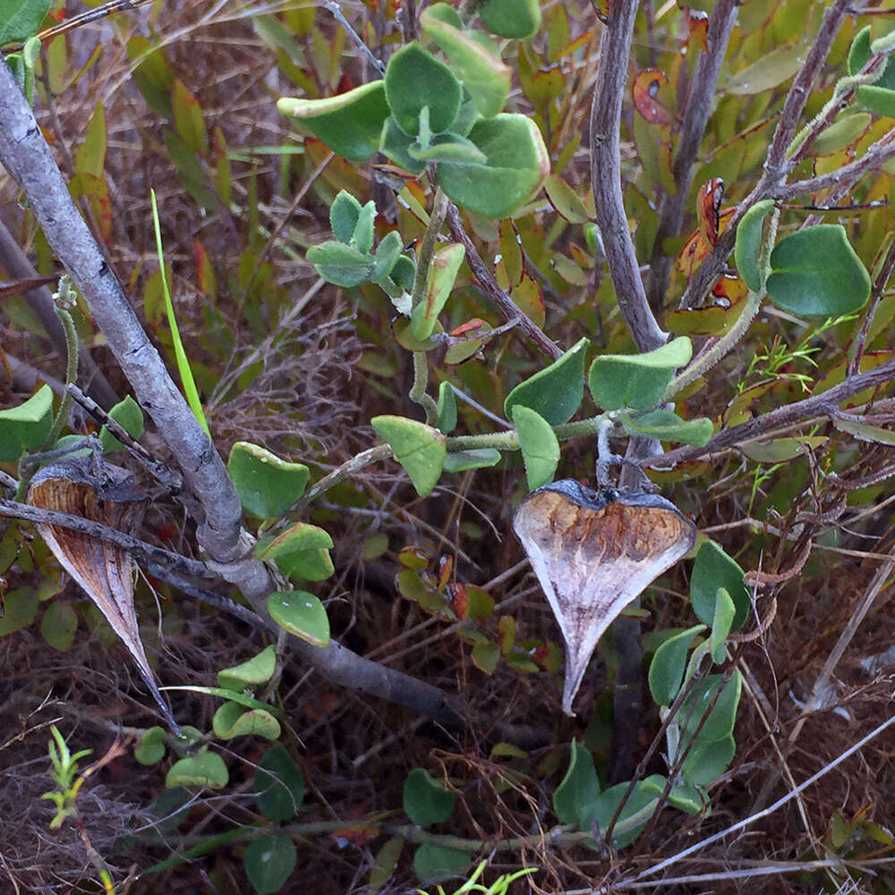 Image of Cynanchum africanum (L.) Hoffmgg.