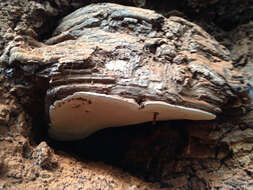 Ganoderma australe (Fr.) Pat.的圖片