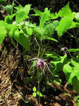 Image of Epimedium grandiflorum Morr.