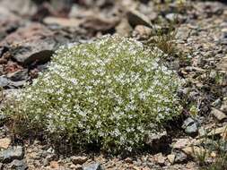 Image of Nuttall's sandwort