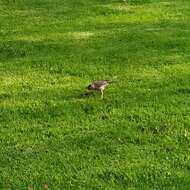 Imagem de Turdus falcklandii magellanicus King & PP 1831