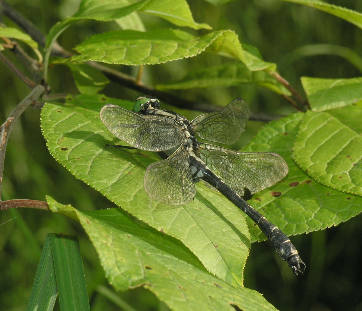 صورة <i>Shaogomphus postocularis epophthalmus</i> Selys 1872