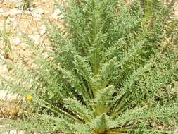 Image of Reseda suffruticosa Loefl.