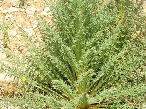 Image of Reseda suffruticosa Loefl.