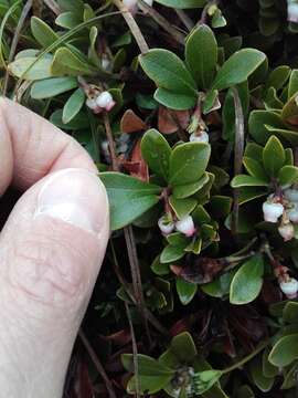 Image of bearberry