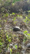 Image of (Florida) Gopher Tortoise